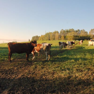 Vain vartin ajomatkan päässä Helsingin kantakaupungista sijaitsee Bisan tila, jossa on muun muassa lehmiä, lampaita ja viljeltyjä peltoja.
