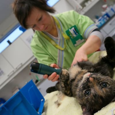 Eläintenhoitaja Mari Weiden valmistelee Niisku-kissan leikattavaksi.