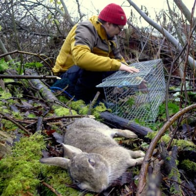 Kanimetsästys Espoo marraskuu lukku kani