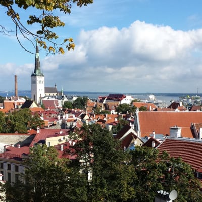 Tallinnan vanhankaupungin punaisia kattoja. 