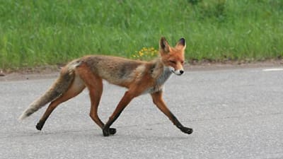 En cityräv