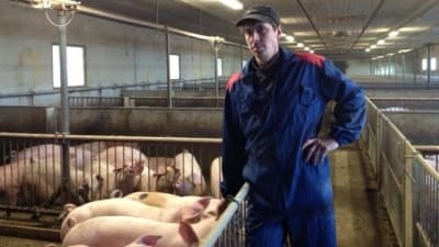 Svinproducent Tomas Långgård i Malax.