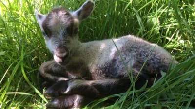 ett litet lamm i gräset