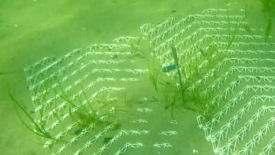 Ålgräs planterat i vitt plastnät på havsbotten.