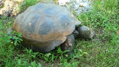 Galapagossköldpaddan är unik för öriket