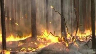 Rysk skog brinner