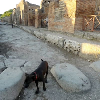 Koira Pompeijin kadulla.
