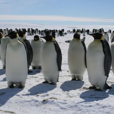 Pingviinejä Weddellin meren rantajäillä 300 km Aboasta.