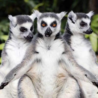 Kolme luonnossa vain Madagaskarilla esiintyvää makiapinaa ensimmäistä kertaa ulkona Avifauna-lintutarhassa.