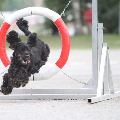 Koira hyppää agility-renkaan läpi
