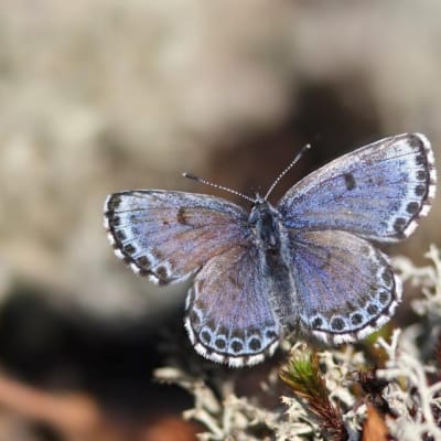 Kuvassa on sinisiipinen päiväperhonen, jonka siipien kärkiä ympäröivät mustavalkeat täplät. Perhonen nousee lentoon poronjäkälän päältä. 