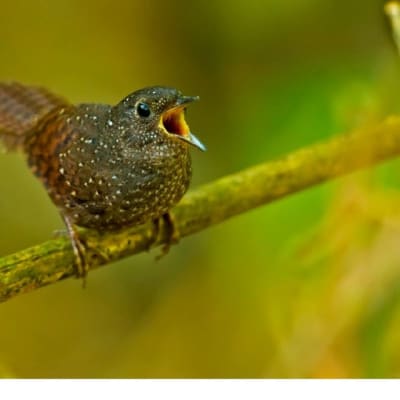 Elachura formosa -lintu laulaa oksalla