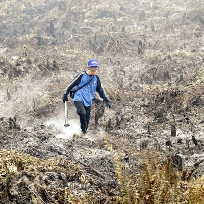 Indonesian maastopalot tuhosivat valtavia alueita etupäässä Borneon, Sumatran ja Papuan saarilla. Indonesialainen virkamies tutki palanutta turvesuota  Borneon keskiosissa syyskuun lopussa.