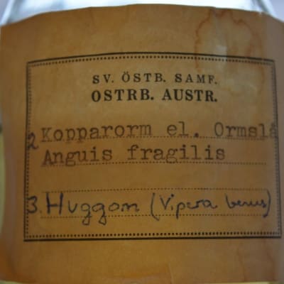 Vaskitsa eli anguis fragilis pullossa löytyy Pohjanmaan museon luonnontieteellisesta kokoelmasta.