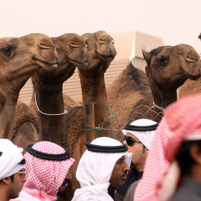 Ihmiset kerääntyvät odottamaan kamelikisojen alkua.