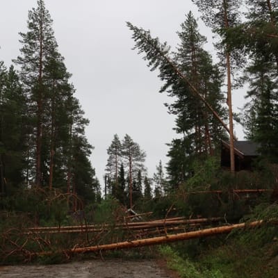 Paula-myrskyn tuhoja Taivalkoskella metsässä