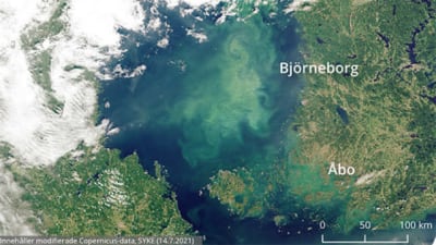 Karta över Finlands västkust där rikliga algblomningar syns utanför Björneborg och Åbo.