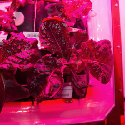 NASAn välittämä päiväämätön valokuva ulkoavaruudessa kasvatetusta salaatista.