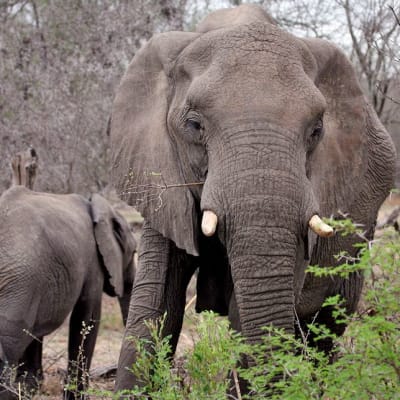 Kaksi norsua tallustelee Krugerin kansallispuistossa Etelä-Afrikassa.
