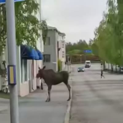 Hirvi seisoo jalkakäytävällä Kokkolan keskustassa.