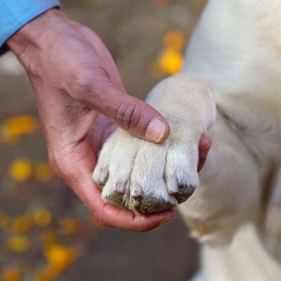 Koiran tassu ihmisen kädessä.