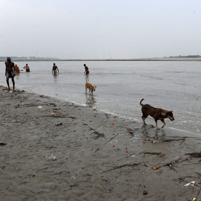 Intialaiset kastautuivat Ganges-jokeen Allahabadissa 10. heinäkuuta 2014. 
