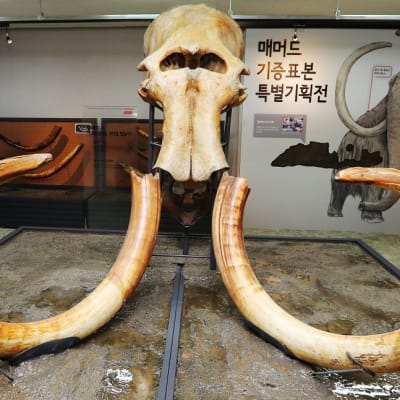 Iso kallo ja kaksi pitkää käyrää hammasta, taustalla mammuttia elävänä esittelevä koreankielinen taulu. 
