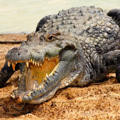 Krokotiili hiekalla veden ääressä kita auki 