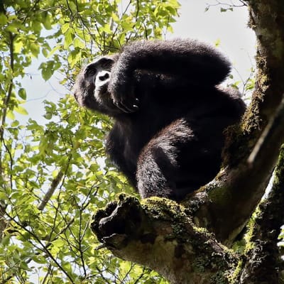 Kuvan simpanssi on valokuvattu Kibalen kansallispuistossa Ugandassa lokakuussa 2012.