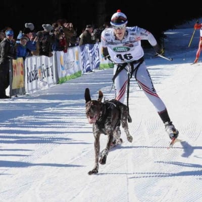 Vesa-Pekka Jurvelin uusi koirahiihdon MM-kultansa.