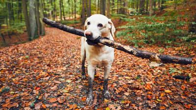 En labrador i skogen med en gren i munnen