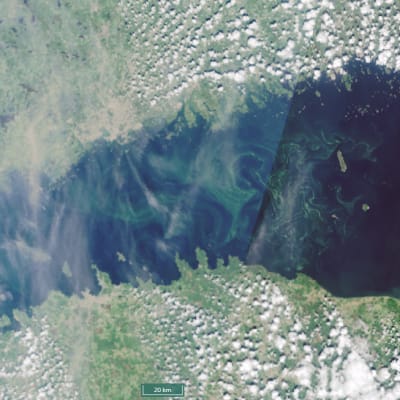 En satellitbild av Finska viken som visar gröna virvlar av blågröna alger i västra delen, medan den östra delen är friare från alger.