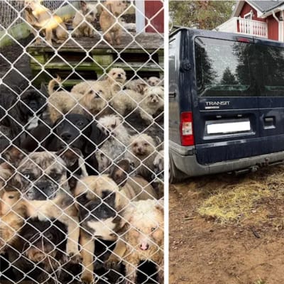 En bild på hundarna som smugglats till Sverige samt på bilen som hundarna satt inträngda i.