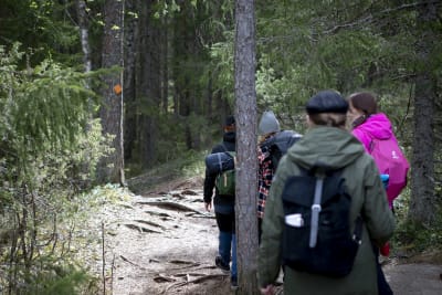 Fyra personer med ryggsäckar är på en dagsvandring längs en utmärkt stig i en nationalpark.