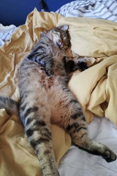 En katt ligger på rygg i en säng.
