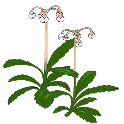 Sarjatalvikki (Chimaphila umbellata)