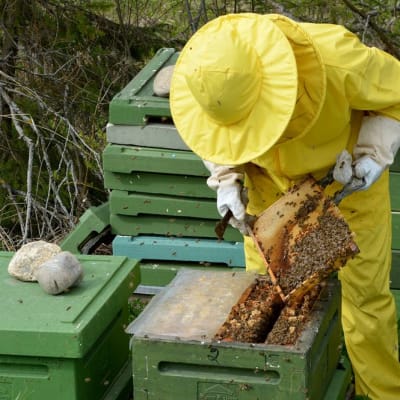 Juha Rissanen tarkastaa mehiläispesää.