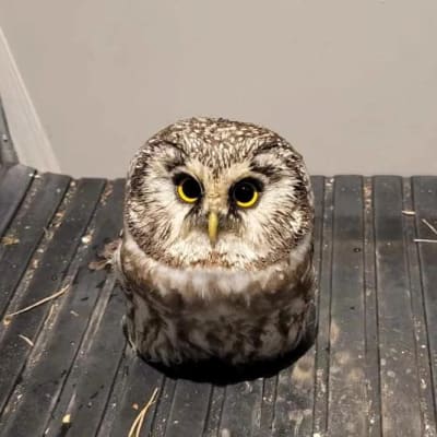 En liten uggla i bakdelen av en polisbil.