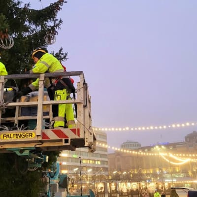 Jouluvaloja ripustetaan kuusen oksille Vaasan torilla.