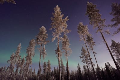 Grönt norrsken på himlen ovanför en snötäckt barrskog.