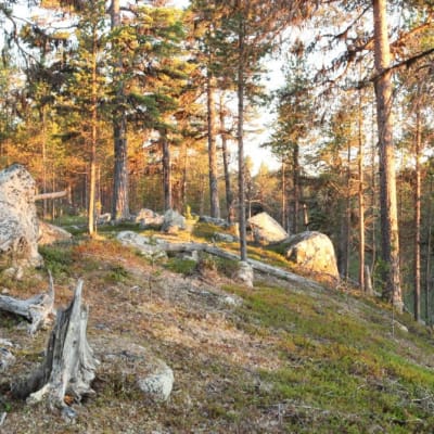  Tsiuttajoen ikimetsää