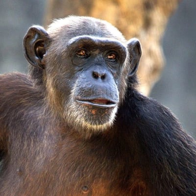 Simpanssi
