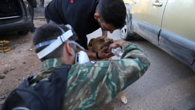 En brandman ger vatten åt en hund som räddats från en markbrand i Grekland.