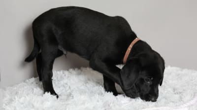 Musta labradorinnoutajanpentu, jolla on ruskea kaulapanta, nuuhkii jalkojensa alla olevaa valkoista pehmustetta.