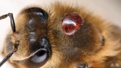 Europeiskt honungsbi (Apis mellifera)