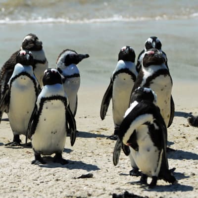 Parikymmentä pingviiniä seisoskelee rannalla. 