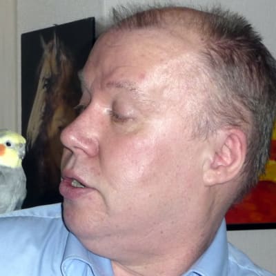 Papukaija Muikkunen toimittaja Juha Vauhkosen olkapäällä.