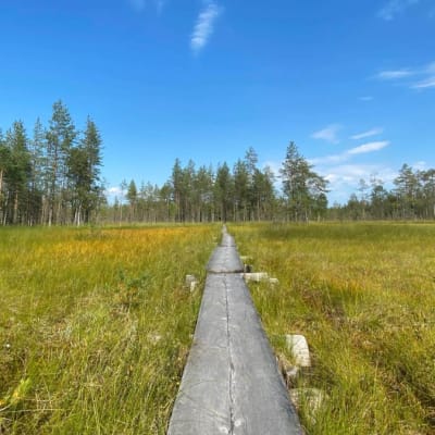 Vy på kärr i Tiilikkajärvi.