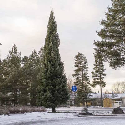 Muterad Sockertoppsgran i Karleby.
