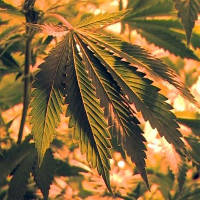Kannabiskukka, ohjelmasta A-Studio (2011)